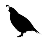 Frozen Quail line art