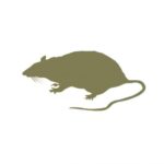 frozen fluff rat line art