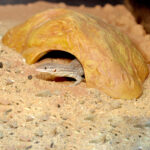 Habistat Sandstone Reptile Caves in an enclosure