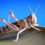 locust against a blue background