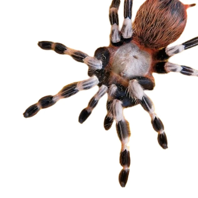 a spider against a white background