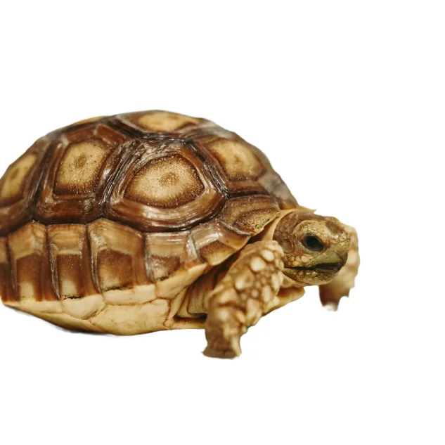 baby tortoise against a white background