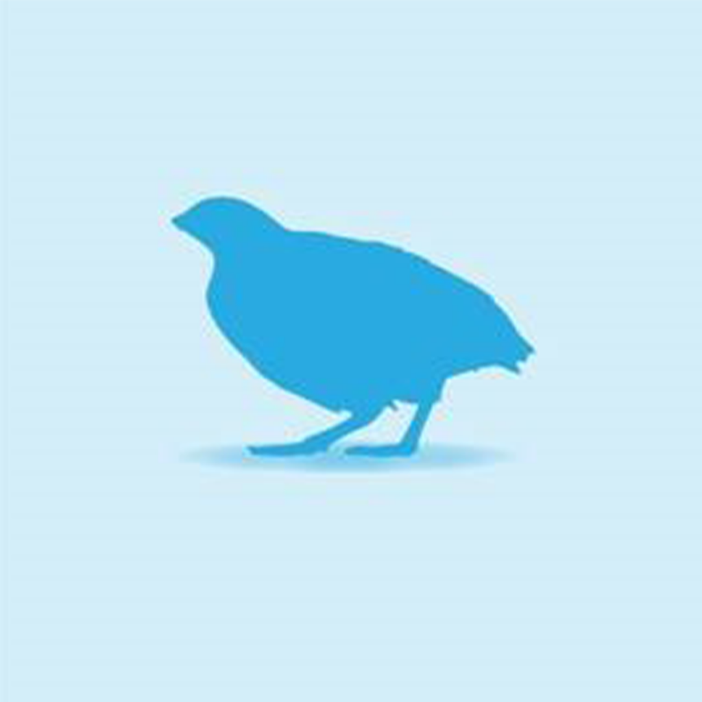 Blue Quail lineart