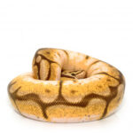 Special Royal Python