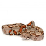 common Boa snake