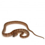 Caramel Het Axanthic Carpet Python