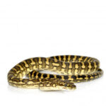 Coastal Carpet Python