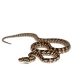 Het Axanthic Carpet Python