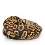 Special Royal Python