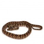 Coastal Carpet Python