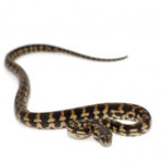 Coastal Carpet Python