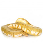 Special Royal Python