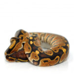 Special Royal Python