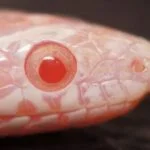 close up of the eye of a Hatchling Cornsnake - Avalanche