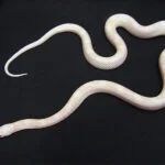 Hatchling Cornsnake - Avalanche against a black background