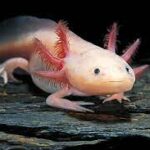 axolotl swimming beside rocks