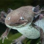 axolotl close up of eyes