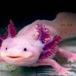 a pink axolotl swimming