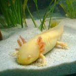 Axolotl on the sand at the bottom of its enclosure