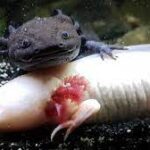 two axolotls swimming in their enclosure