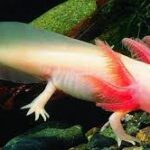 Axolotl swimming