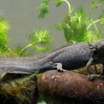 Axolotl in an enclosure