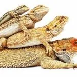 a family of bearded dragons lying on top of eachother