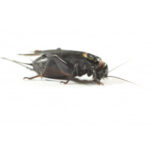 black cricket