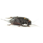 black cricket