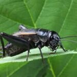 black cricket on a leaf