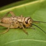 silent brown cricket on a leaf