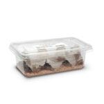 silent brown crickets in a box