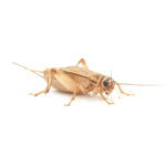 silent brown crickets