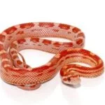 an orange corn snake against a white background