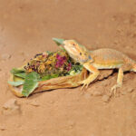a bearded dragon eating from a Habistat Sandstone Feeding Dishes in its enclosure