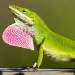 green anole