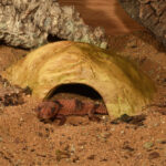 Habistat Sandstone Reptile Caves in an enclosure
