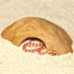 Habistat Sandstone Reptile Caves in an enclosure