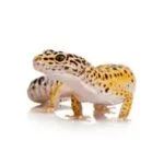leopard gecko against a white background