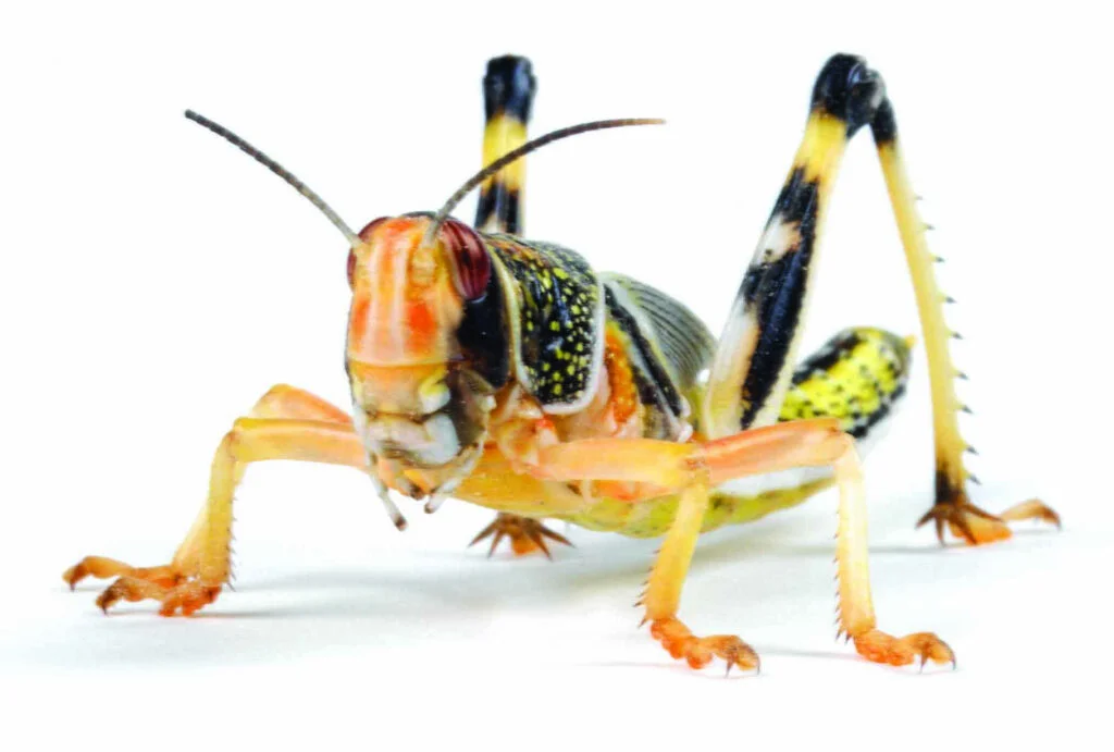 closeup of a locust