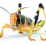 closeup of a locust