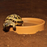 Habistat plastic water bowl inside of a reptile enclosure with a tortoise climbing out of it