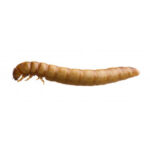 mealworm against a white background