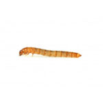 mini mealworm against a white background