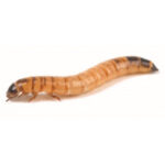 Morioworms / Giant Mealworms against a white background