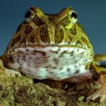 South American Horned Frog (Albino)