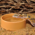 Habistat plastic water bowl inside of a reptile enclosure with a leopard gecko climbing inside