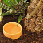 Habistat plastic water bowl inside of a reptile enclosure