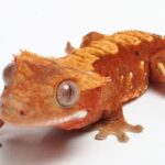 Flame crested gecko