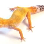 Leopard gecko against a white background